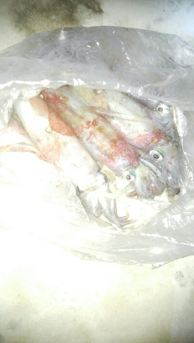 ケンサキイカ5杯！！