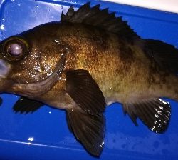 アジンガー1900〜1940 2110〜2150