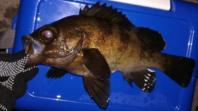 アジンガー1900〜1940 2110〜2150