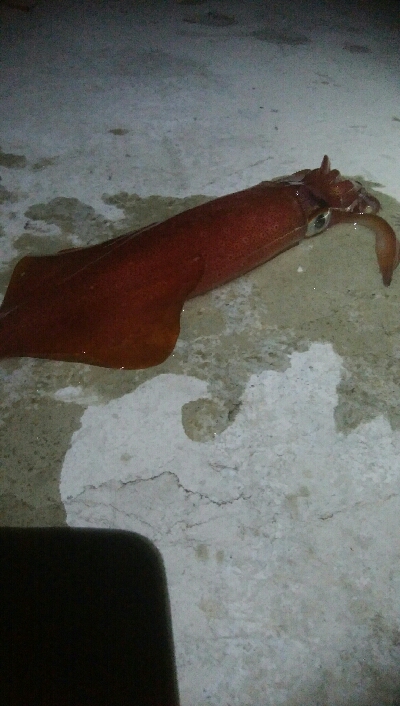 ケンサキイカ2杯！！