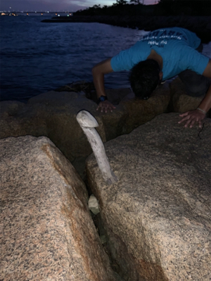 夕まづめのうなぎ釣り