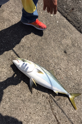 ツバス サワラ そして・・・