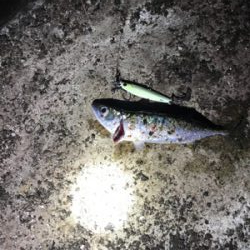 サゴシ、ツバス、サバ