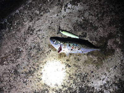 サゴシ、ツバス、サバ