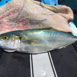 カヤックフィッシングで五目達成!