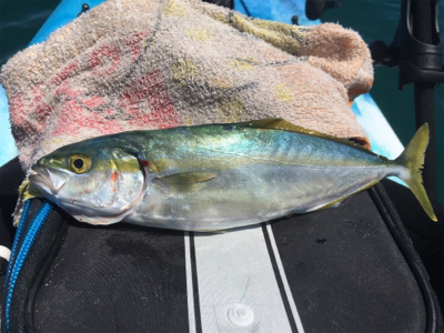 カヤックフィッシングで五目達成!