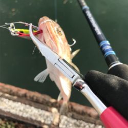 ショアジギング→フラット狙い