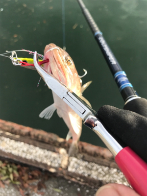 ショアジギング→フラット狙い