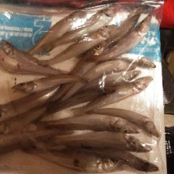 鳥取釣行(2日目)初の20匹超え