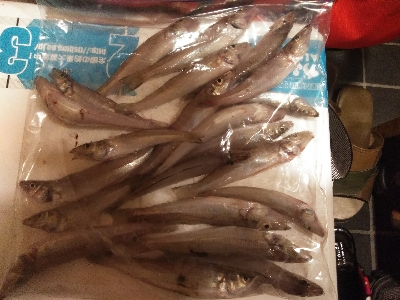 鳥取釣行(2日目)初の20匹超え