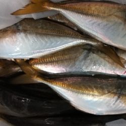 アジンガー1900〜2032