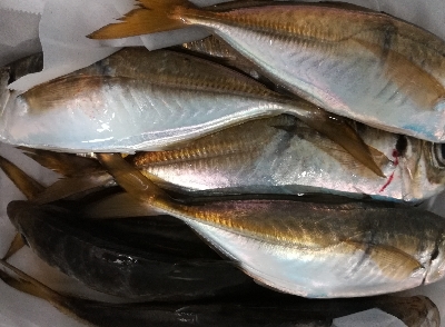 アジンガー1900〜2032