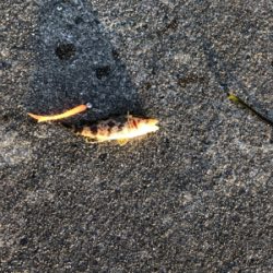 アジング、メバリング、ガシリング