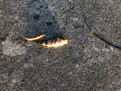 アジング、メバリング、ガシリング