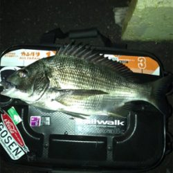 根魚を求めて③