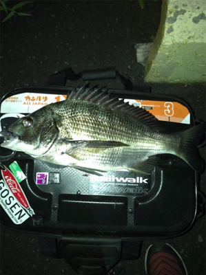 根魚を求めて③