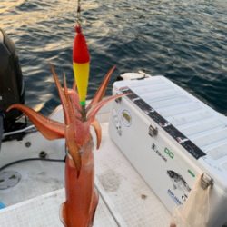 マイボートでデイイカメタル