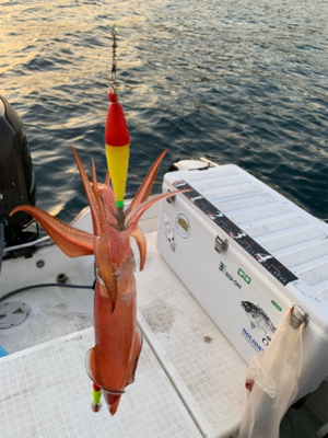 マイボートでデイイカメタル