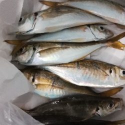 アジンガー1900〜2025