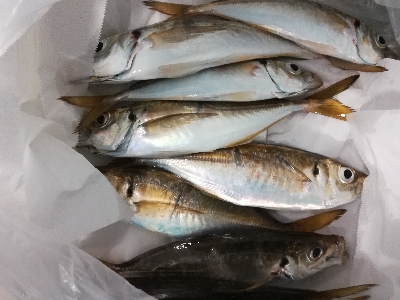 アジンガー1900〜2025