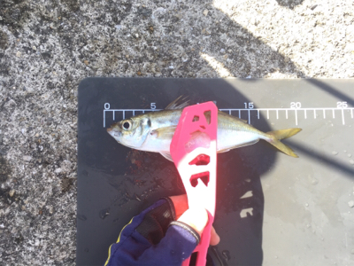 あなたは誰?メッキさん?