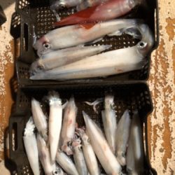 小浜でイカメタル