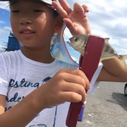 子供でもサビキ楽ちん。暑いけど…