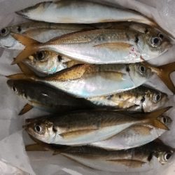 アジンガー1855〜1930 2105〜2140