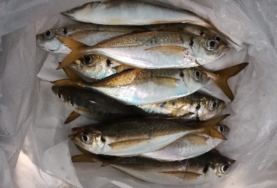 アジンガー1855〜1930 2105〜2140