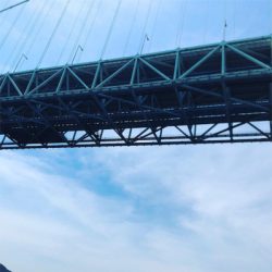 メジロ、ツバス