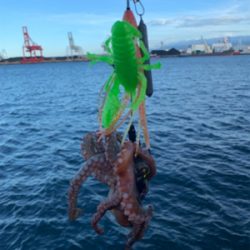 朝まづめのオクトパッシング