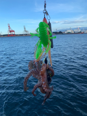 朝まづめのオクトパッシング