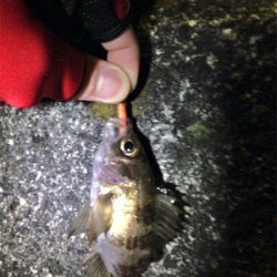 台風前ライト調査