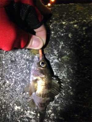 台風前ライト調査