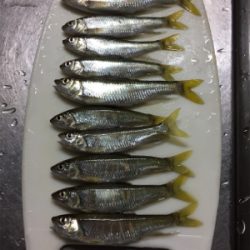 オイカワと遊ぶ