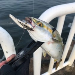 アジ、サバ、ツバス