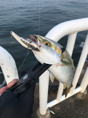 アジ、サバ、ツバス