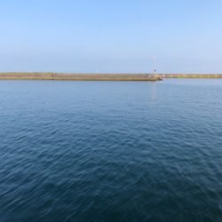 サビキで豆アジ