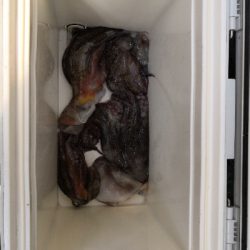 ショア蛸ラストスパート