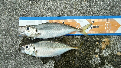 2019年8月18日釣行in船越漁港