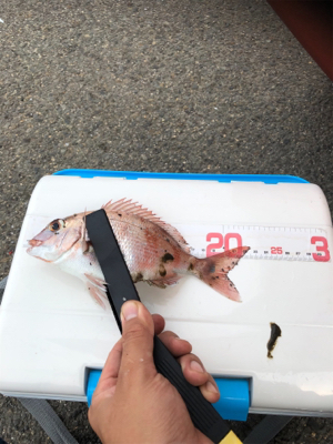 仕事帰りにちょっとアジングに……