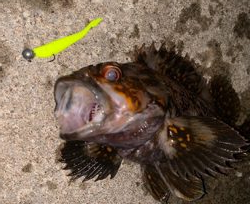 気温は暑いが釣果は涼しい