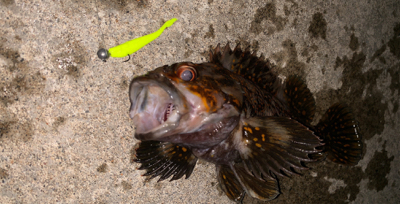 気温は暑いが釣果は涼しい