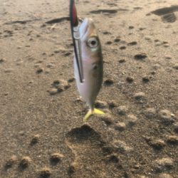 ショアジギング 道南津軽海峡