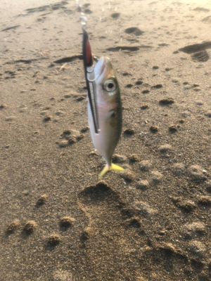 ショアジギング 道南津軽海峡