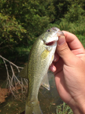 絶好調の桜池！