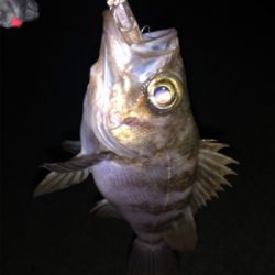 ライトゲーム遊び