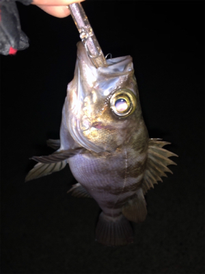 ライトゲーム遊び