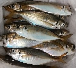 アジンガー1800〜2010