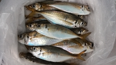 アジンガー1800〜2010